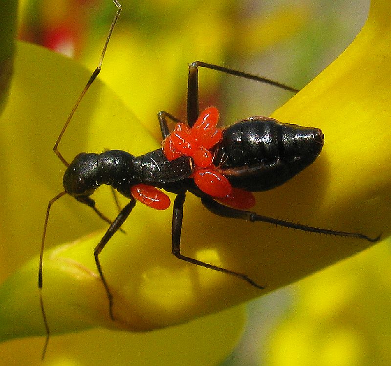 Miridae: Camponotidea saundersi di Istambul